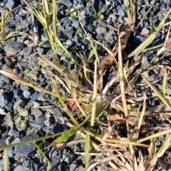 Chloris virgata at Goulburn, NSW - 15 May 2023