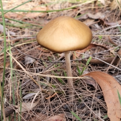 Oudemansiella 'radicata group' (Rooting shank) at Bungonia State Conservation Area - 15 May 2023 by trevorpreston