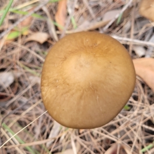 Oudemansiella gigaspora group at Bungonia, NSW - 15 May 2023