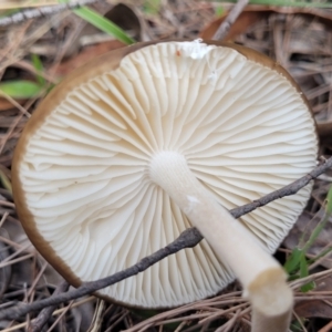 Oudemansiella gigaspora group at Bungonia, NSW - 15 May 2023