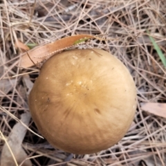 Oudemansiella gigaspora group at Bungonia, NSW - 15 May 2023