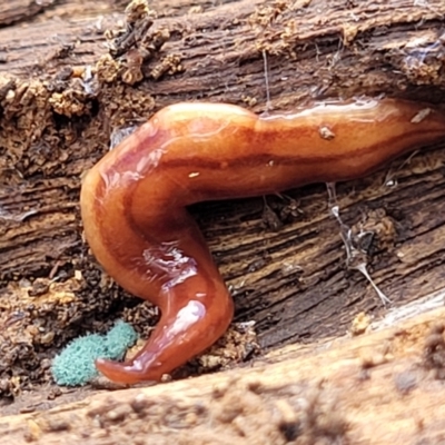 Anzoplana trilineata (A Flatworm) at Bungonia, NSW - 15 May 2023 by trevorpreston