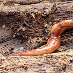 Anzoplana trilineata at Bungonia, NSW - 15 May 2023