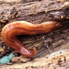 Anzoplana trilineata at Bungonia, NSW - 15 May 2023 12:33 PM