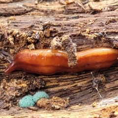 Anzoplana trilineata at Bungonia, NSW - 15 May 2023