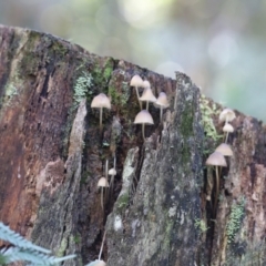 Unidentified Cap on a stem; gills below cap [mushrooms or mushroom-like] at Paddys River, ACT - 12 May 2023 by cherylhodges