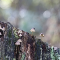 Mycena sp. at Paddys River, ACT - 12 May 2023 12:07 PM