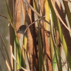 Acrocephalus australis (Australian Reed-Warbler) at Upper Stranger Pond - 14 May 2023 by RodDeb