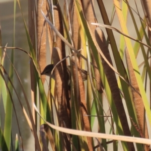 Acrocephalus australis at Isabella Plains, ACT - 14 May 2023 03:01 PM