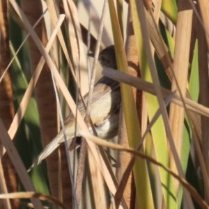 Acrocephalus australis at Isabella Plains, ACT - 14 May 2023