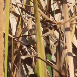 Acrocephalus australis at Isabella Plains, ACT - 14 May 2023