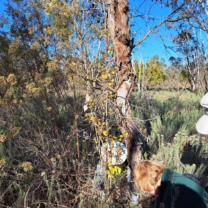 Crataegus monogyna at Watson, ACT - 15 May 2023