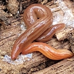 Fletchamia quinquelineata (Five-striped flatworm) at Bungonia State Conservation Area - 15 May 2023 by trevorpreston