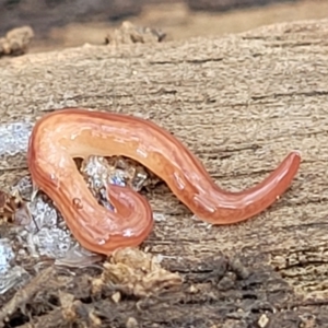 Fletchamia quinquelineata at Bungonia, NSW - 15 May 2023