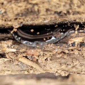 Parakontikia ventrolineata at Bungonia, NSW - 15 May 2023