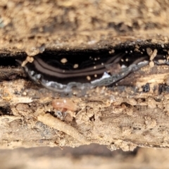 Parakontikia ventrolineata (Stripe-bellied flatworm) at Bungonia, NSW - 15 May 2023 by trevorpreston