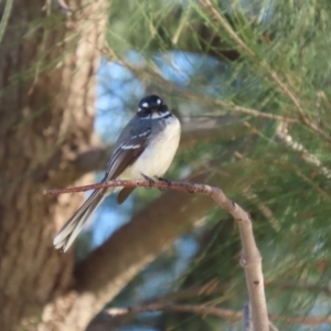 Rhipidura albiscapa at Isabella Plains, ACT - 14 May 2023