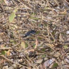 Rhipidura albiscapa at Isabella Plains, ACT - 14 May 2023