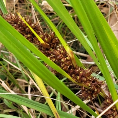 Lomandra longifolia (Spiny-headed Mat-rush, Honey Reed) at Bungonia State Conservation Area - 15 May 2023 by trevorpreston