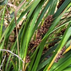 Lomandra longifolia at Bungonia, NSW - 15 May 2023 12:28 PM