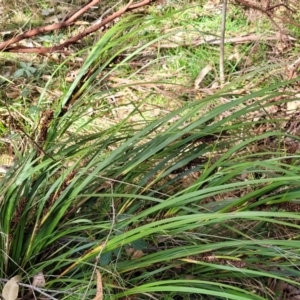 Lomandra longifolia at Bungonia, NSW - 15 May 2023