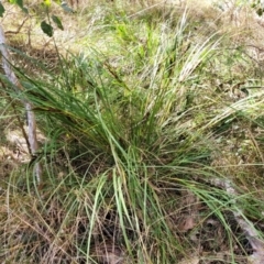 Lomandra longifolia at Bungonia, NSW - 15 May 2023