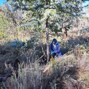 Acacia baileyana at Watson, ACT - 15 May 2023