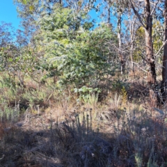 Acacia baileyana at Watson, ACT - 15 May 2023