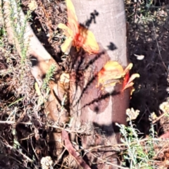 Acacia baileyana at Watson, ACT - 15 May 2023