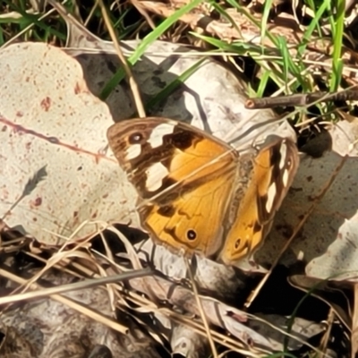 Heteronympha merope (Common Brown Butterfly) at Bungonia State Conservation Area - 15 May 2023 by trevorpreston