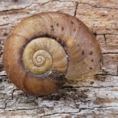 Austrorhytida capillacea (Common Southern Carnivorous Snail) at Bungonia National Park - 15 May 2023 by trevorpreston