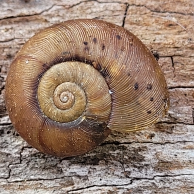 Austrorhytida capillacea (Common Southern Carnivorous Snail) at Bungonia National Park - 15 May 2023 by trevorpreston