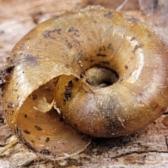 Austrorhytida capillacea at Bungonia, NSW - 15 May 2023