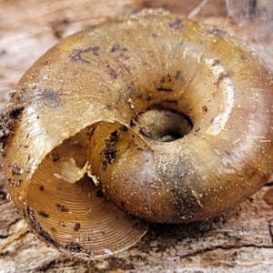 Austrorhytida capillacea at Bungonia, NSW - 15 May 2023
