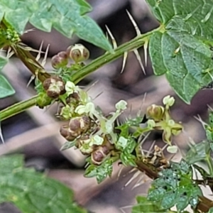 Urtica incisa at Bungonia, NSW - 15 May 2023