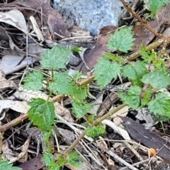 Urtica incisa at Bungonia, NSW - 15 May 2023 12:19 PM