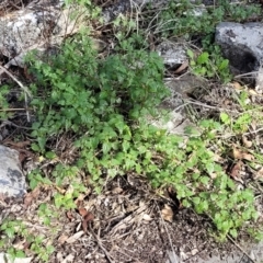 Urtica incisa at Bungonia, NSW - 15 May 2023