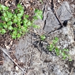 Urtica incisa at Bungonia, NSW - 15 May 2023