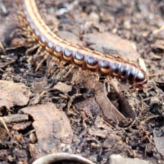 Paradoxosomatidae sp. (family) (Millipede) at Bungonia, NSW - 15 May 2023 by trevorpreston