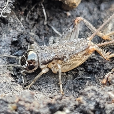 Lepidogryllus sp. (genus) (A cricket) at Bungonia, NSW - 15 May 2023 by trevorpreston