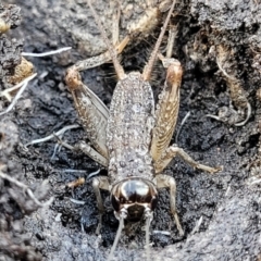 Lepidogryllus sp. (genus) at Bungonia, NSW - 15 May 2023