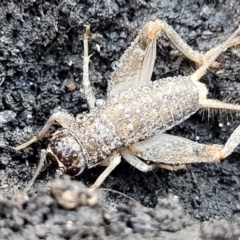 Lepidogryllus sp. (genus) (A cricket) at Bungonia, NSW - 15 May 2023 by trevorpreston