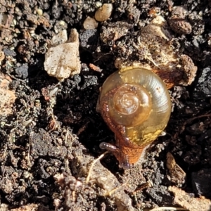 Sheaia glenrockensis at Bungonia, NSW - 15 May 2023 12:07 PM