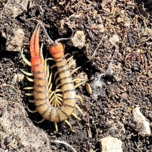 Cormocephalus aurantiipes at Bungonia, NSW - 15 May 2023