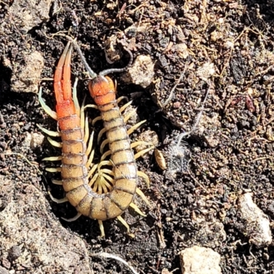 Cormocephalus aurantiipes (Orange-legged Centipede) at Bungonia, NSW - 15 May 2023 by trevorpreston