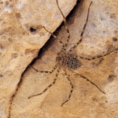 Megadolomedes australianus (Giant water spider) at Bungonia National Park - 15 May 2023 by trevorpreston