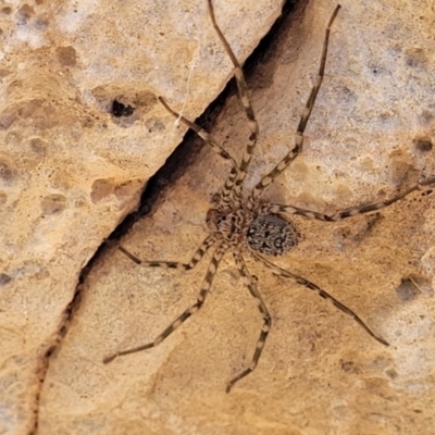 Megadolomedes australianus (Giant water spider) at Bungonia, NSW - 15 May 2023 by trevorpreston