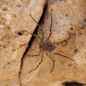 Megadolomedes australianus at Bungonia, NSW - 15 May 2023