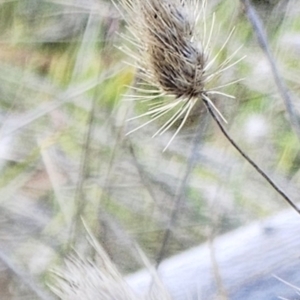 Cynosurus echinatus at Weetangera, ACT - 14 May 2023