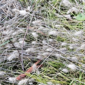 Cynosurus echinatus at Weetangera, ACT - 14 May 2023